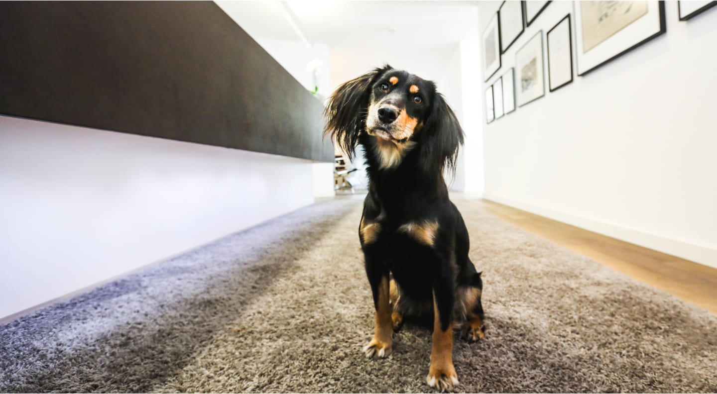 Haushund